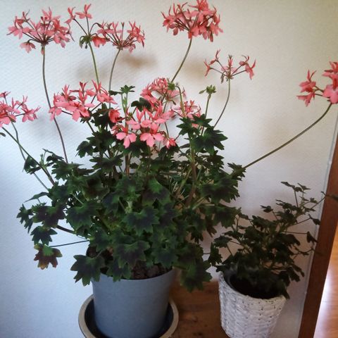 Pelargonium med orange blomster og nydelig bladverk.