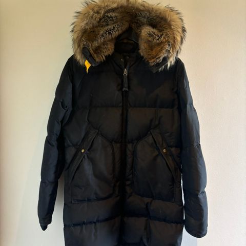 Parajumpers  young long bear