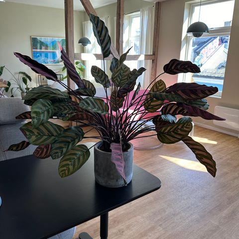 Kunstig plante: Calathea Makoyana Burgunder 75cm