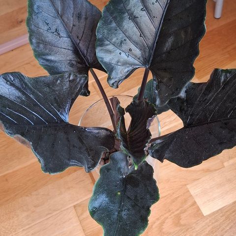 Alocasia Antoro Velvet