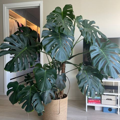 Monstera Deliciosa