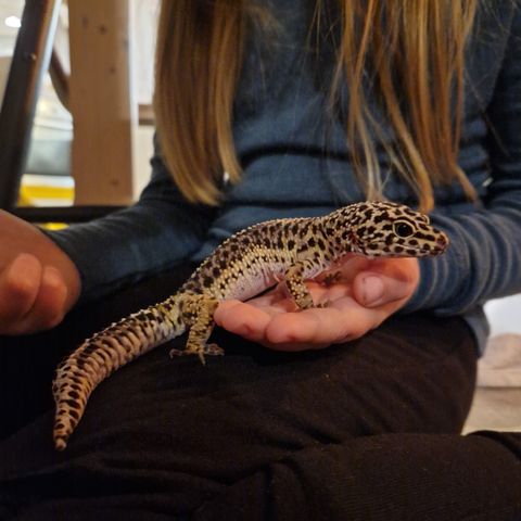 Leopardgekko med alt utstyr selges!