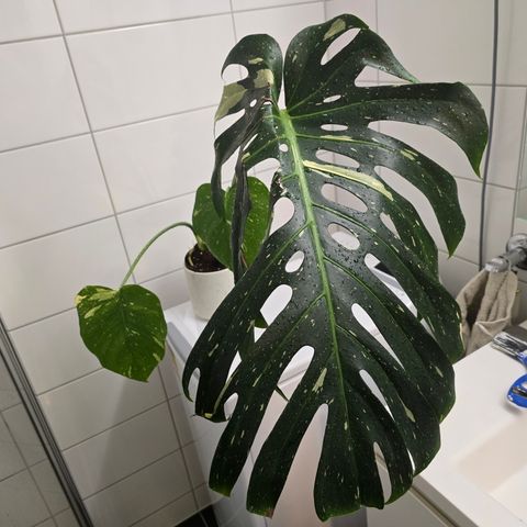 Billig Monstera Thai Constellation hel plante