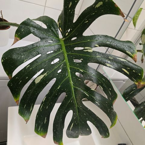 Billig Monstera Thai Constellation