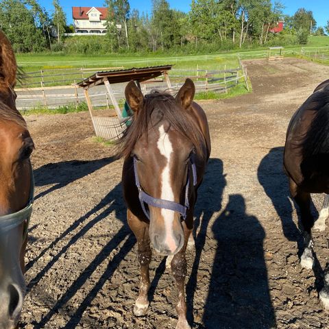 Åring vurderes solgt