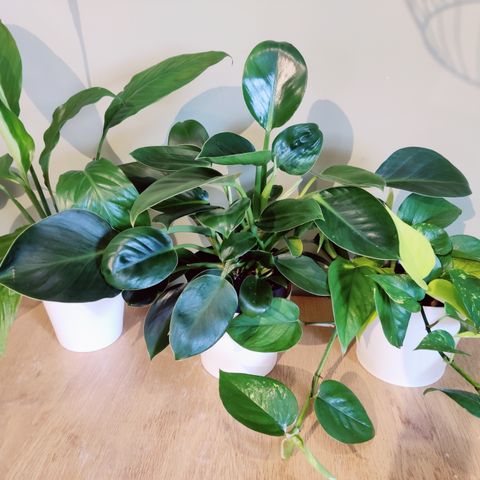 3 flotte planter for 100 kr!