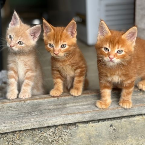 Langhåret kattunge 50% Maine Coon