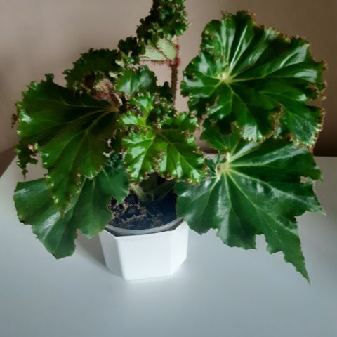 Selger hele planten! Begonia Crispa. Planter.