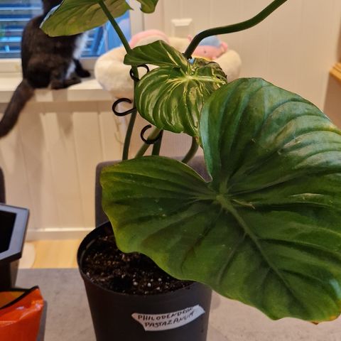 Philodendron pastazanum