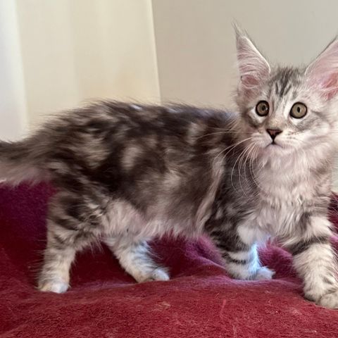 Leveringsklar Maine Coon - Stamtavle NRR