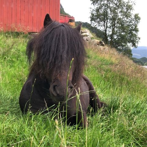 Shetlandsponni til salg ev bytte