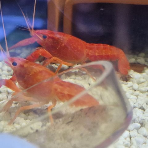 Procambarus clarkii kreps