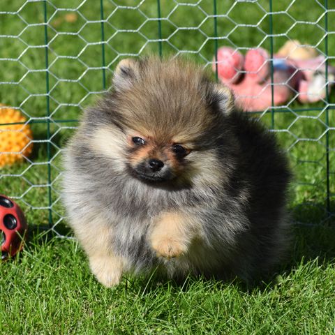 pomeranian valp