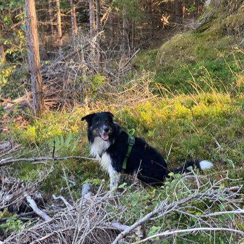 Border collie 6 år omplasseres.