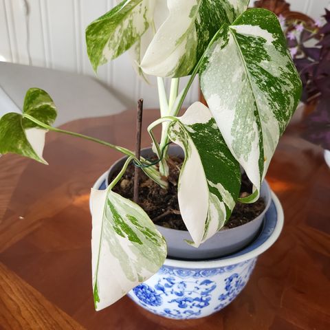 Monstera variegata albino