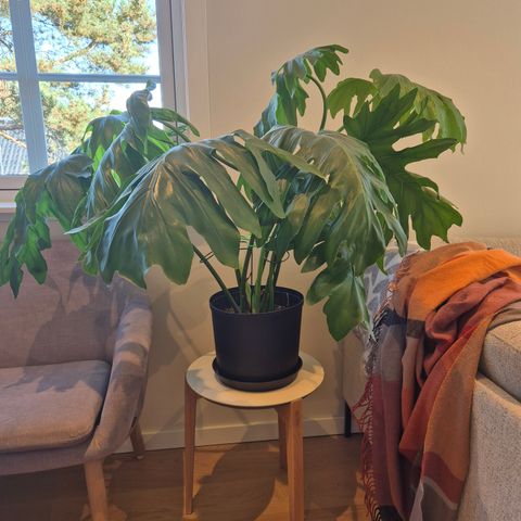 Stor philodendron