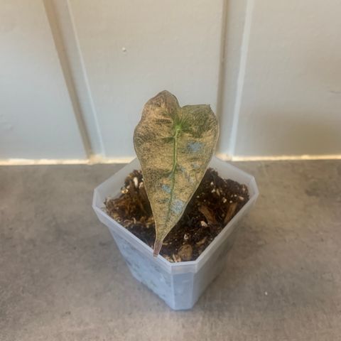 Alocasia Polly pink Variegata