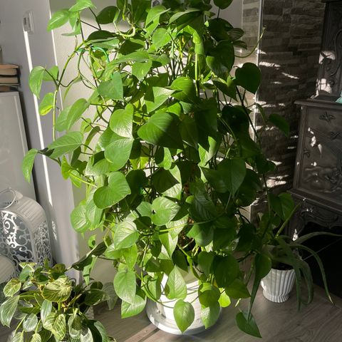 Grønn Plante (Gylden Pothos)