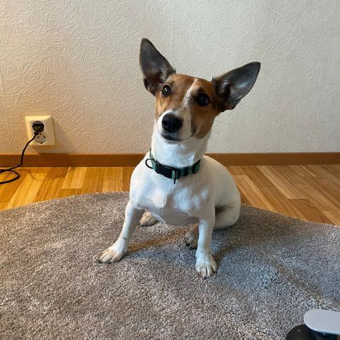 Jack Russel tispe på ett år selges