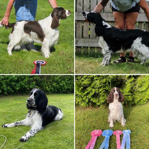 Engelsk Springer Spaniel valper ventes i November 2024