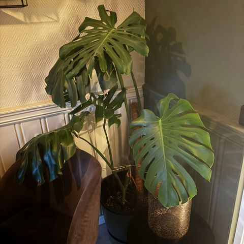 Monstera big form