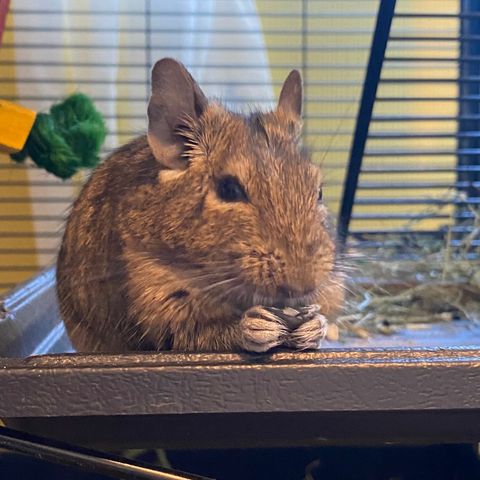 Degus hann trenger nytt hjem