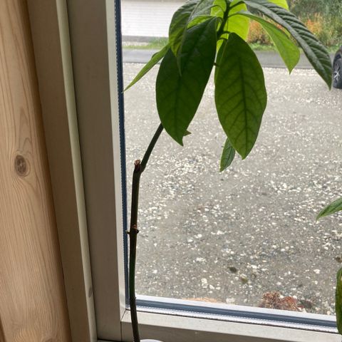 Avocado plant