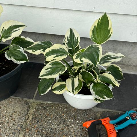 Hosta stor potte 100kr