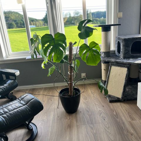 Monstera ca 120 cm