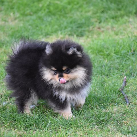 pomeranian tispe