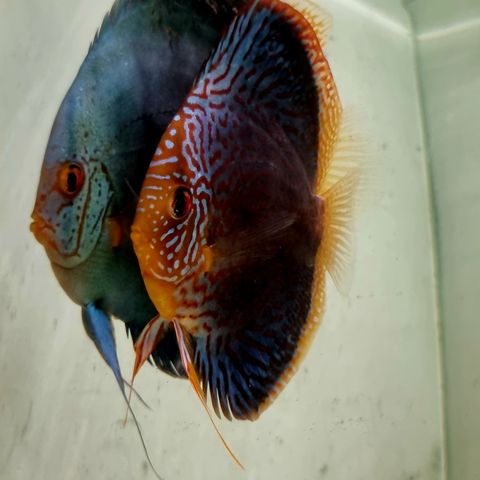 Discus avlspar Altum cobalt og Sakura jaguar