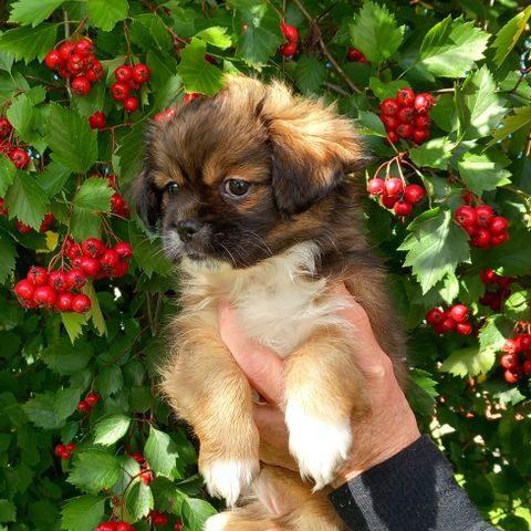 Tibetansk spaniel valper