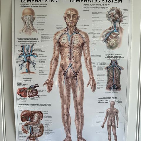 Plakat Lymfesystemet