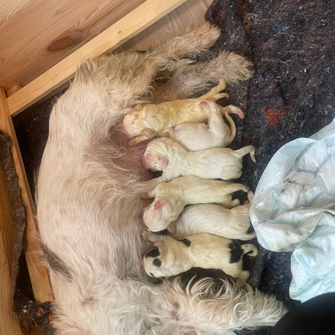 Petit Basset griffon Vendeen valper