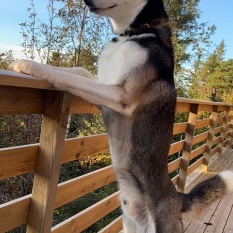 Siberian husky, hann, 3 år, kjemisk kastrert,