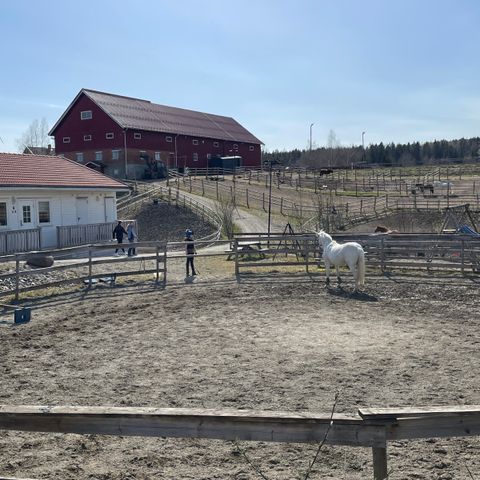 Stallplass til ponni-junior rytter/ foreldre-barn ekvipasjer