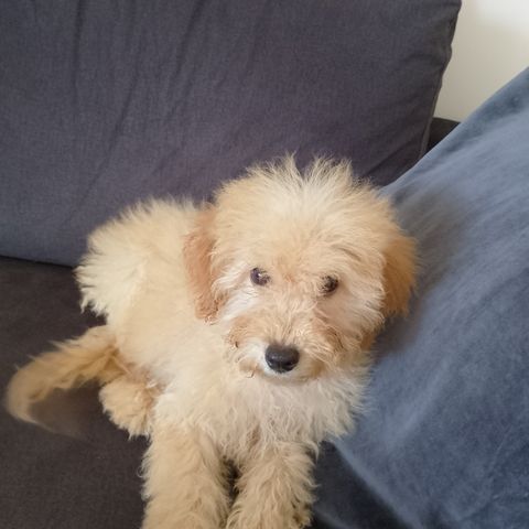 Cavapoo F1 tispe