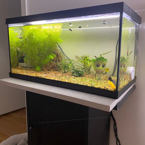 60 liter akvarium