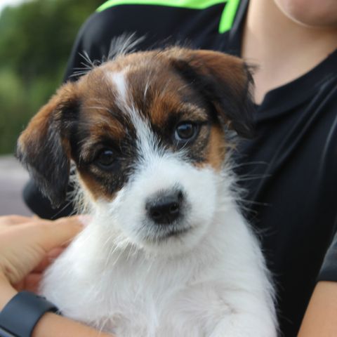 Nkk-reg Jack russell tispe.Eira søker aktivt hjem