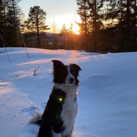 Familievennlig Border collie 7 år