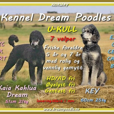 Sorte storpuddelvalper fra Kennel Dream Poodles, lev.klare fra 2. november