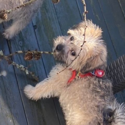 Maltipoo mix