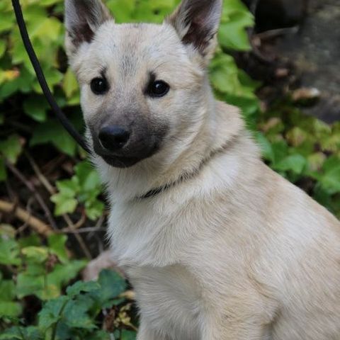 Norsk Buhund