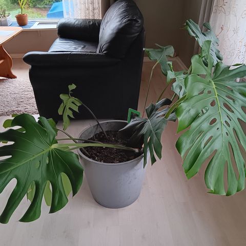 En enorm pott med en enorm monstera!!!