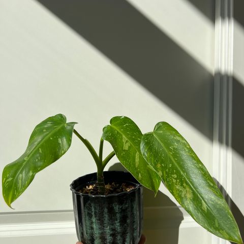 Philodendron Jose Buono plante