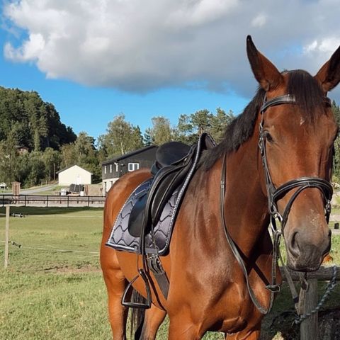 Prestige Top Dressage m/utstyr