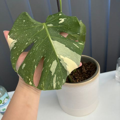 Monstera Thai Constellation