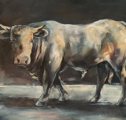 Van Boxtel (XX) - Stier