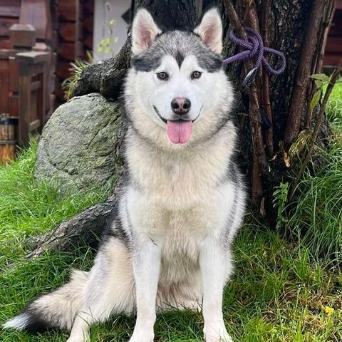 Alaskan Malamute tispe 12 mndr m/NKK reg