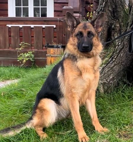 Schäferhund / Schæfer tispe 14 mnd. m/NKK reg.